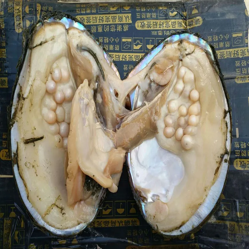 10 шт. Большой жемчуг Oyster Monster Pearl удивительный натуральный пресноводный в