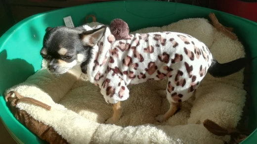 A15 мягкий, флисовый, для собаки пижамы для маленьких собак Комбинезоны с домашними животными комбинезон зимняя одежда для домашних животных, чихуахуа, йоркширских терьеров, костюм