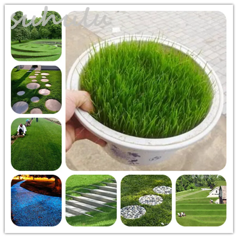 Image 300 Pcs Evergreen Source Turfgrass Grass Seeds Fresh Lawn Seeds Home Garden Courtyard Ornament Plant Golf Soccer Fields