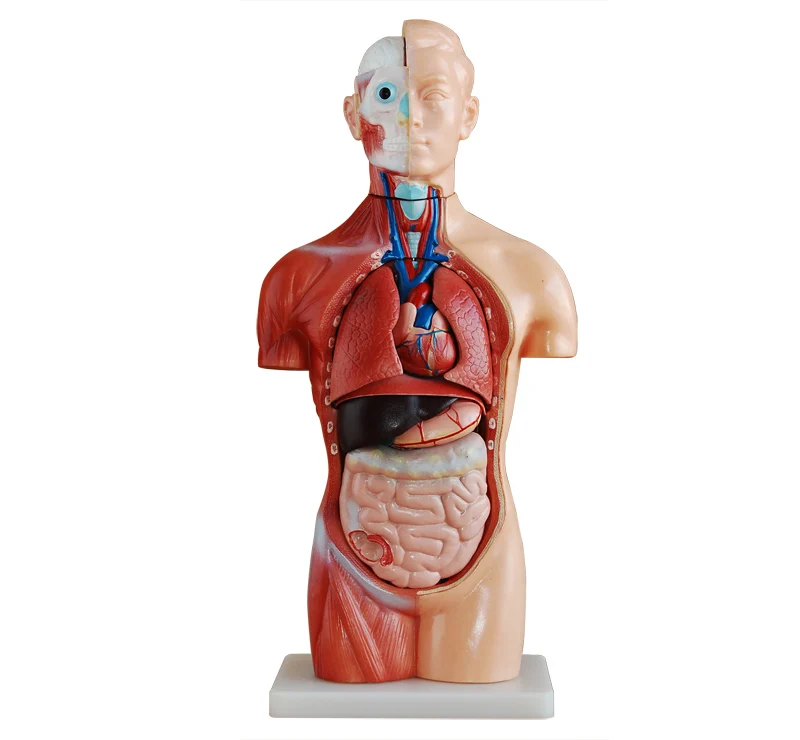

42CM human torso model 18 pieces of human medical anatomy model visceral model teachingSZ