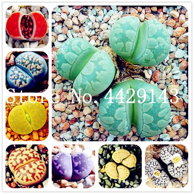 

120pcs/bag rare succulent planter bonsai mix lithops bonsai Pseudotruncatella Living Stone bonsai garden succulents-plants pot