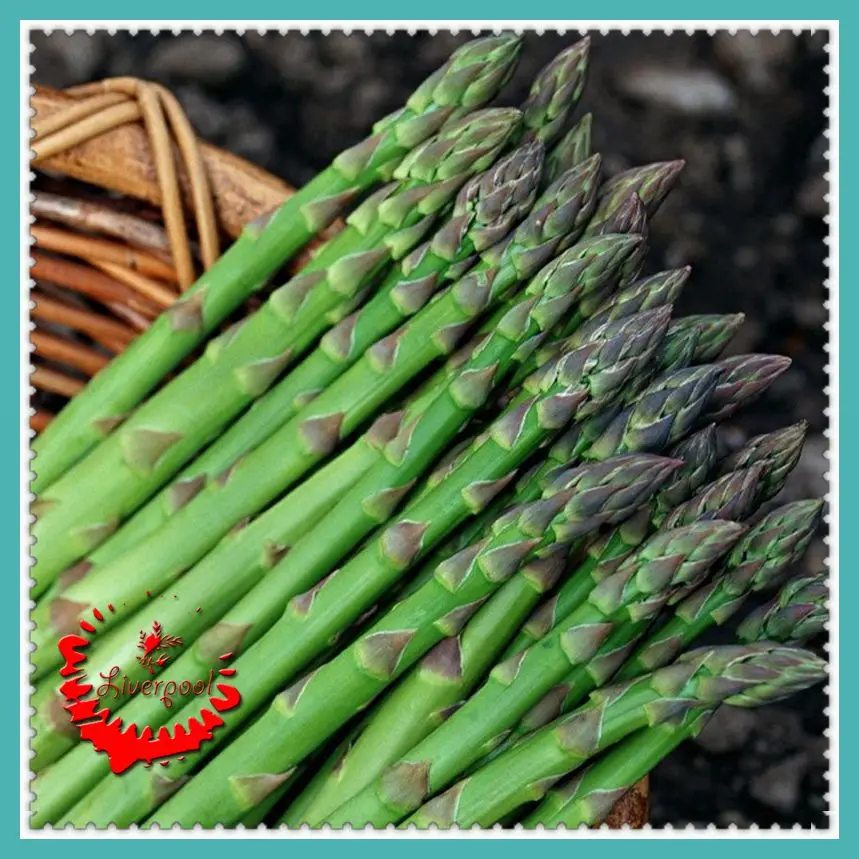 Online Buy Wholesale asparagus plants from China asparagus plants