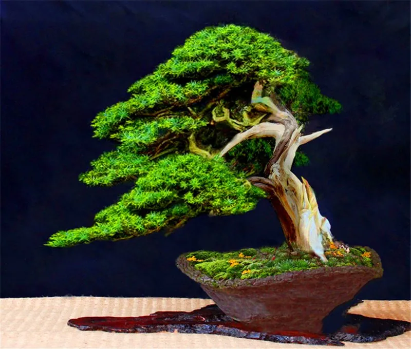 Best-Selling-50-Pieces-Pack-juniper-bonsai-tree-potted-flowers-office-bonsai-purify-the-air-absorb(2)