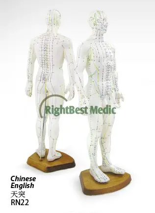 

English User ManualEnglish User Manual Male Human Acupuncture Points and Muscle Model 46CM