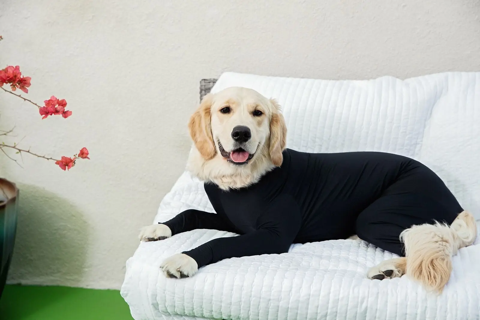 Комбинезон "собака" Груминг содержит стрижку собачьих волос уменьшить тревожность заменить медицинский конус одежда для маленькой собаки черная собачья куртка