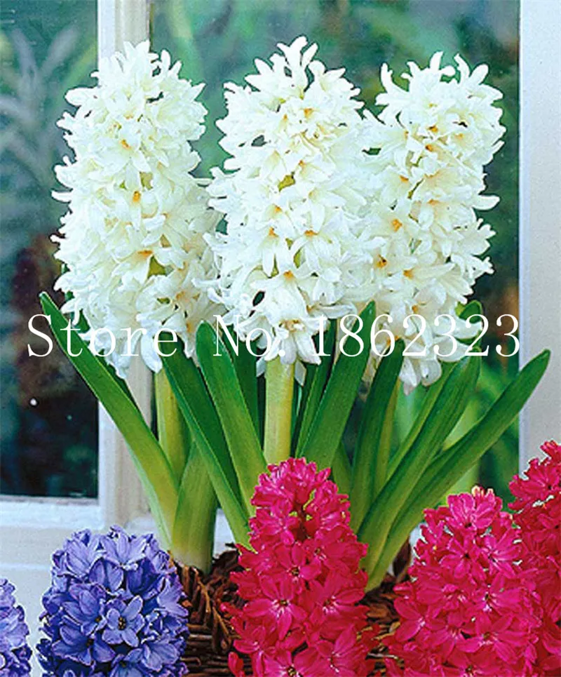 100/pcs Hyacinth Bonsai, Perennial Hyacinth potted flower, Indoor Plant Easy Grow In Pots, Bonsai plant flower for home garden 100/pcs Hyacinth Bonsai, Perennial Hyacinth potted flower, Indoor Plant Easy Grow In Pots, Bonsai plant flower for home garden