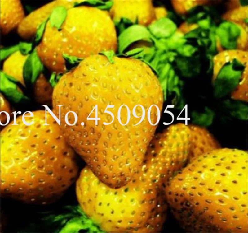 Bonsai 200 pcs Japanese Blue Strawberry Berry Sweet Fruit Indoor Outdoor Plant Strawberry Garden Multi-Color To Choose