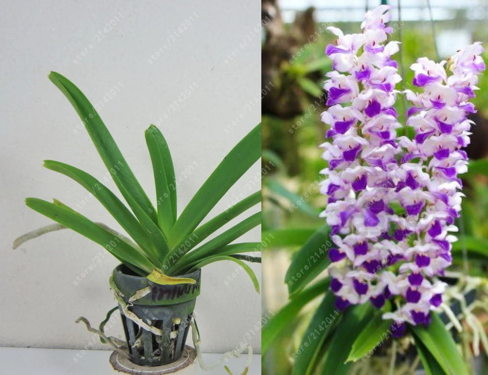 

30 Cymbidium orchid,, Beautiful bonsai flower for home garden