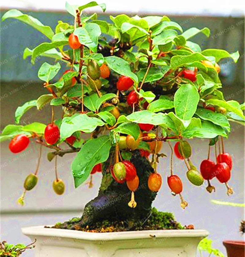 Выращивание фруктов в домашних условиях. Лонган бонсай. Личи дерево бонсай. Бонсай кизил. Суринамская вишня бонсай.