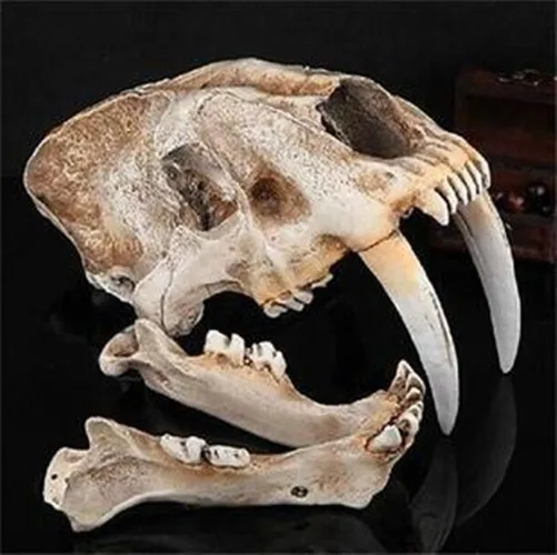 Скелет смилодон фаталис. Челюсть саблезубого тигра. Черепа древних животных. Смилодон скелет. Череп саблезуба.