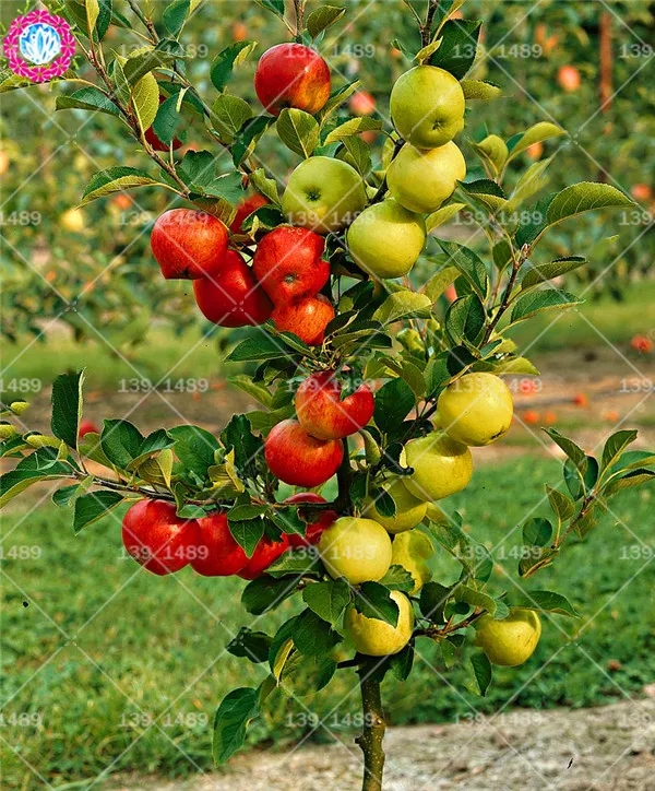 

30pcs Dwarf Apple Bonsai Miniature Apple Tree Indoor or Outdoor Sweet Organic Fruit Vegetables Pot Plants DIY Home Garden