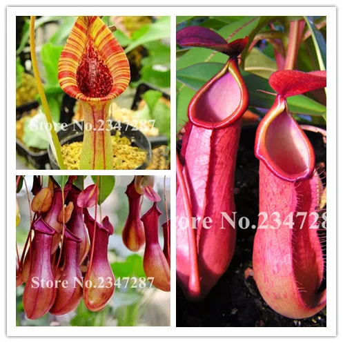 

2019 New Arrival 110pcs plants Venus Fly Trap Dionaea Muscipula Carnivorous Plant purification air plants easy to grow