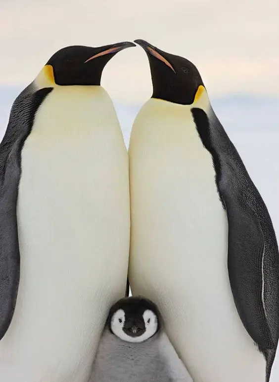 Full Square Diamond Painting Penguin Family Embroidery Cross Stitch Rhinestone Mosaic Home Decor Animal Stickers Gifts | Дом и сад