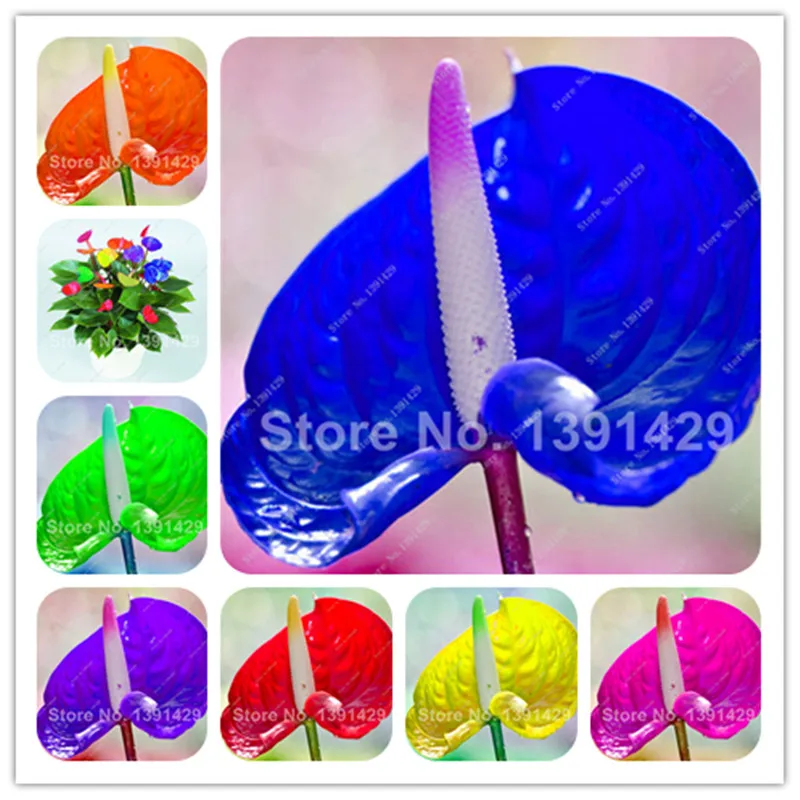 

Sale! 120/Bag Rare Flower Bonsai Colorful Anthurium Andraeanu Bonsai Plant Flores Diy Home Garden Perennial Flowering Constantly