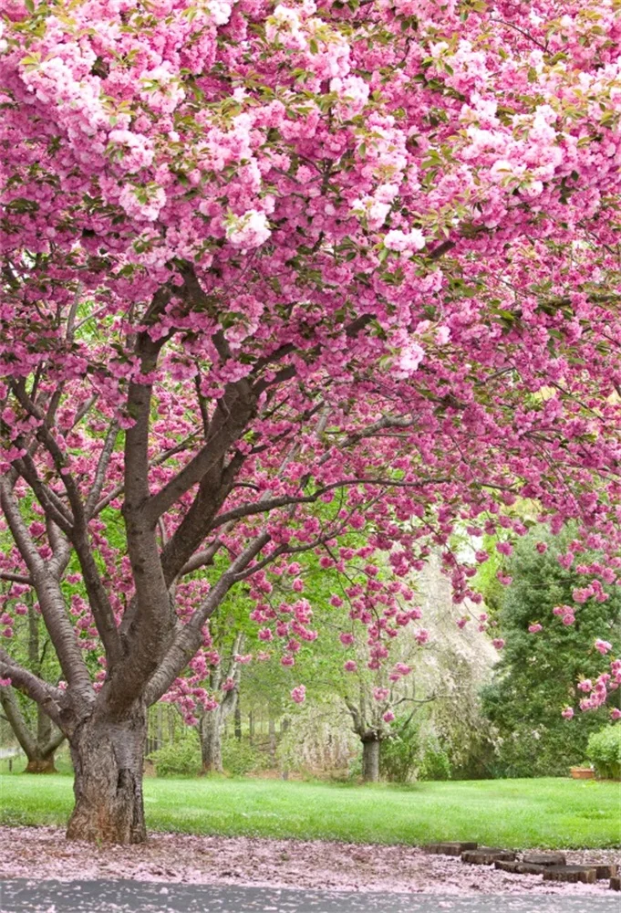 

Laeacco Spring Blossom Flower Tree Green Grass Park Outdoor Scenic Photographic Backgrounds Photography Backdrops Photo Studio