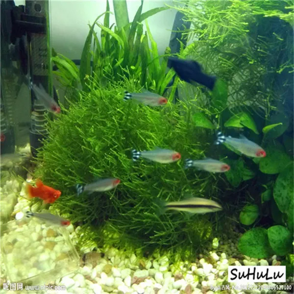 1000 Pcs Aquarium Grass bonsai Water Aquatic Plant bonsai Live Moss Gras Easy to Grow 1000 Pcs Aquarium Grass bonsai Water Aquatic Plant bonsai Live Moss Gras Easy to Grow