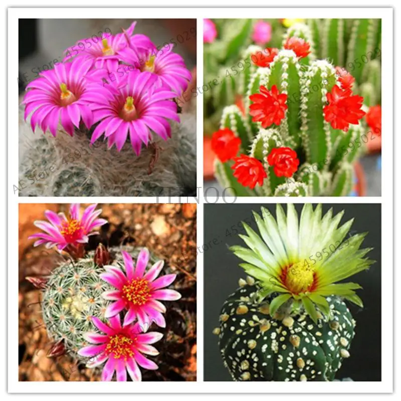 

Sale 500 Rare African Mixed Cactus Succulent Plant Purify Air Bonsai In The Heat Resistant Easy Care Creative
