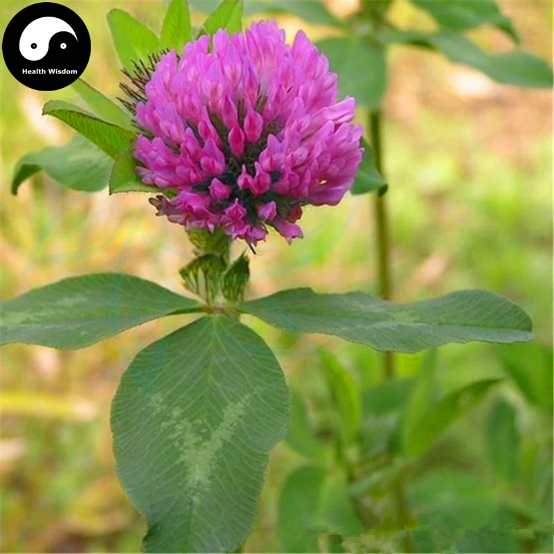 Купить Herba красный клевер Semente 400 шт завод Trifolium Pratense для Hong Che Zhou