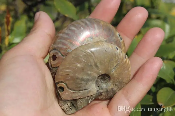 2pcs-natural-quartz-crystal-snail-fossil (3)
