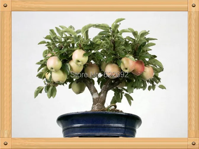 Auspicious Plants ,30 Piece Bonsai Fruit Seeds ,Potted Japanese Fuji