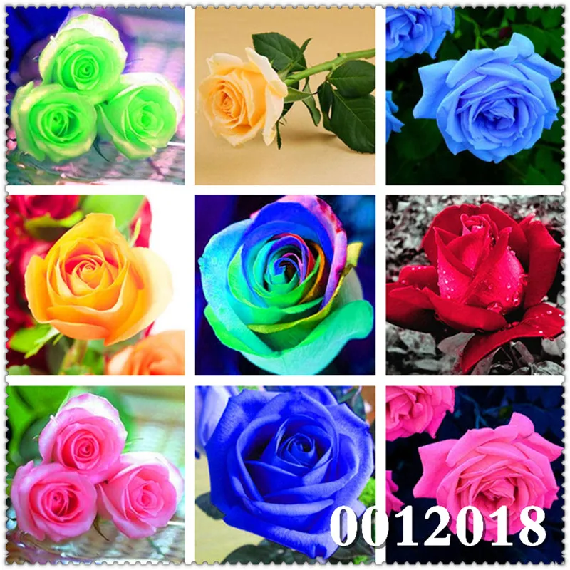 

100 Pcs Blue Rose Fragrant Gardens Flowering Plants Strong,Blue Dragon rose, Planting Simple for Home & Garden Ornamental Bonsai