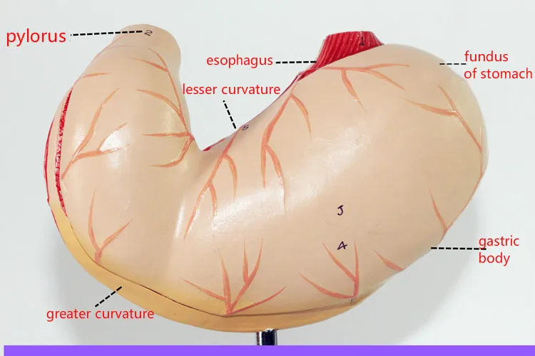 1 1 life size human stomach anatomical model gastric anatomy model stomach size