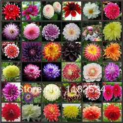 100 шт. Multi-Цветной Dahlia Semillas Бонсай цветочных растений Semillas