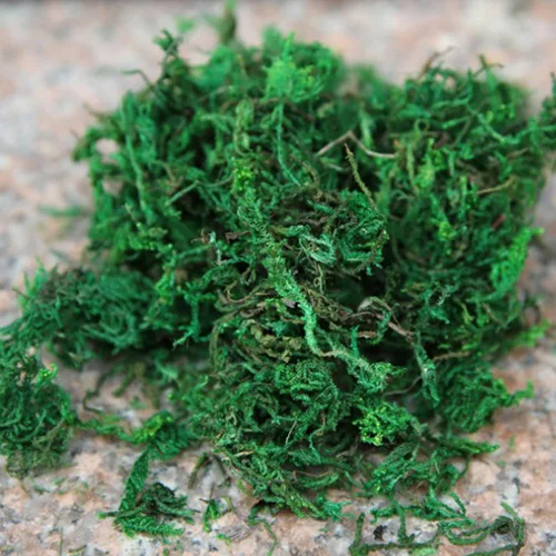 2Packs Moss (Sold in per package of 5g) For DIY jewelry making glass globe necklace Fairy Dust Bottles | Украшения и аксессуары