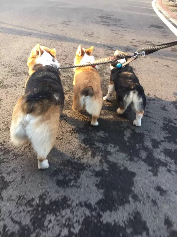 3 way dog lead
