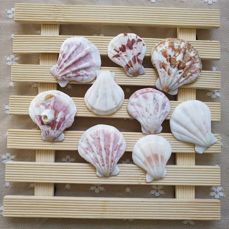 10 PCS Mediterranean Beach SeaShells Natural Shell Crafts Aquarium Home Deco 