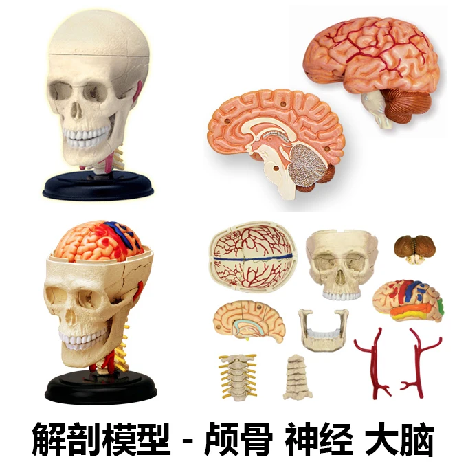 Образовательный Собранный 4d человек мастер тело Скелет Череп для изучения анатомии манекен сердце gld3 уха модель головоломка медицинские - Цвет: head