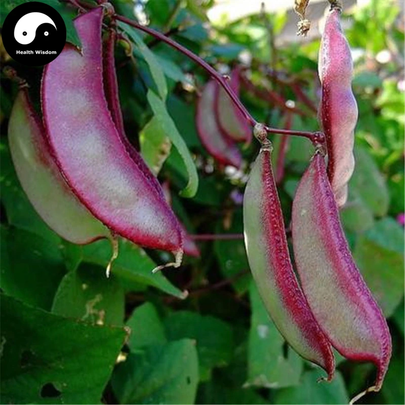 

Buy Purple Lentils Beans Vegetable Semente 200pcs Plant Hyacinth Bean Lablab Purpureus