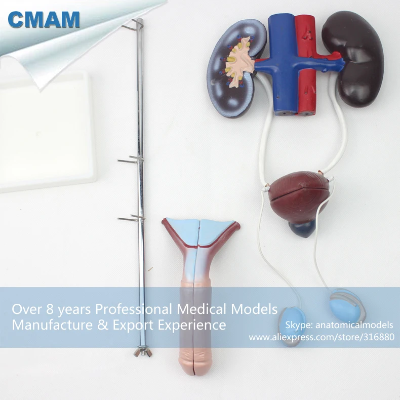 12423 CMAM-UROLOGY03 Male Urogenital System , Standing Urinary System Model, Anatomy Models > Urinary Models > Male weak system models for distributed agreement problems