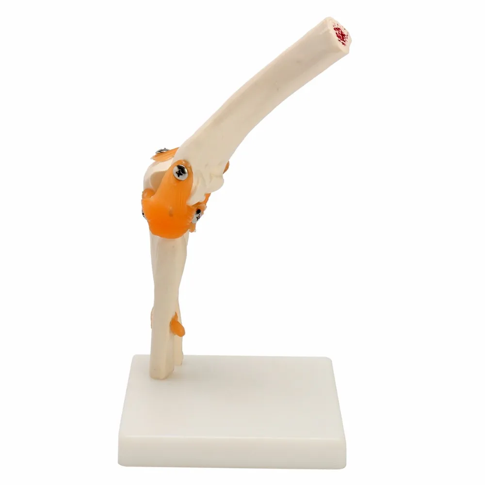 

4D human skin and hair of human organs Assembling model human anatomical model kids learning School Medical teaching supplies