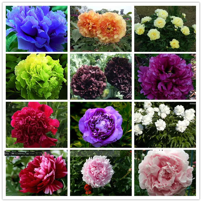 Compare Prices on Peony Plant Online Shopping/Buy Low Price Peony Plant at Factory Price