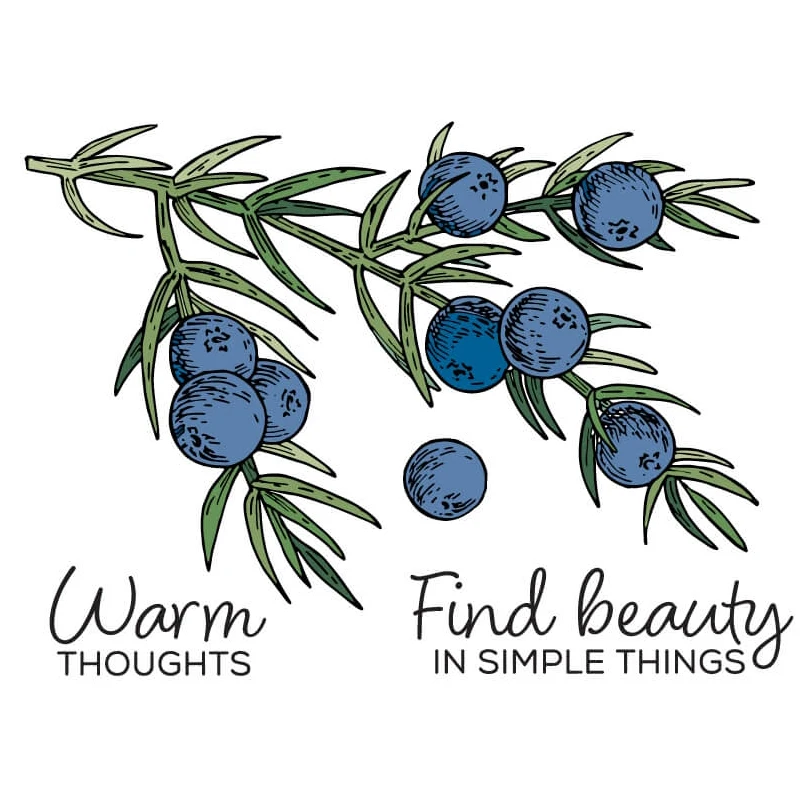 

AZSG Blueberry Plant Clear Stamps For DIY Scrapbooking Decorative Card making Craft Fun Decoration Supplies 10x10cm
