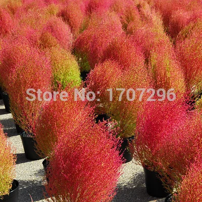 Кохия кипарис. Кохия султан. Цветок кохия султан. Кохия волшебная метла. Кохия султан.