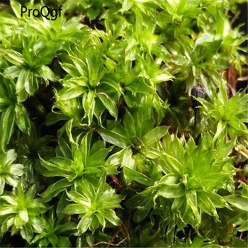 

5Pcs Rhodobryum roseum Moss feicuilianhua Mini For Fish Tank