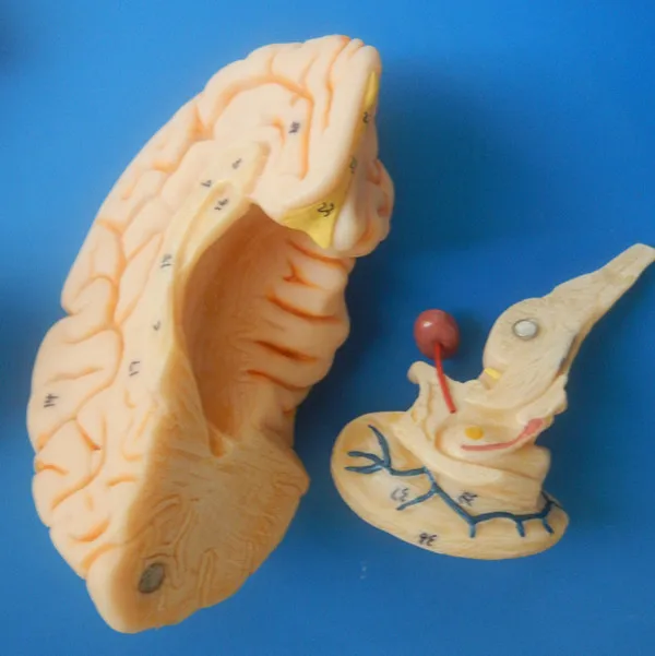 ISO Делюкс модель человеческого мозга анатомический мозг Модель|human brain model|human