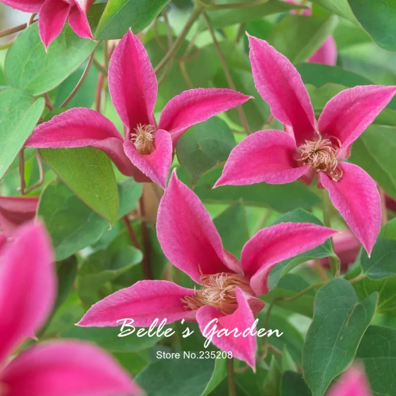 Клематис ботанический хэппи диана. Клематис хэппи диана. Клематис diana. Клематис хэппи диана. Клематис принцесса диана.