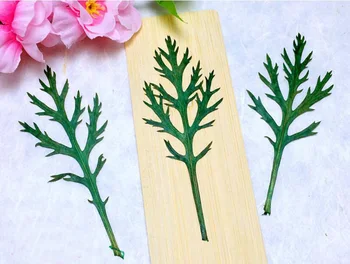 

120pcs Pressed Dried Carrot Leaf Leaves Flower Plant Herbarium For Jewelry Phone Case Photo Frame DIY Making