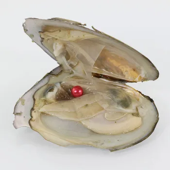 

20PCS single rose red Akoya Pearl Oyster with AAA Grade 6-7 mm/7-8mm Round Mix 28 Colors Freshwater Individual Packing FR009