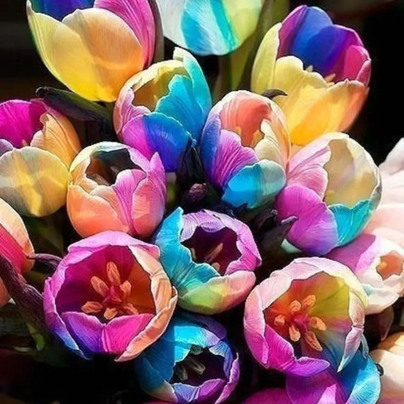 

5x New World Rare Rainbow Tulip Bulbs Bonsai The Most Beautiful Flower For home Garden Decoration Dropshipping BS