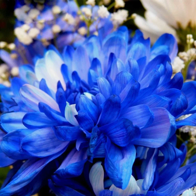 100 pcs/bag Rare Blue White Color Chrysanthemum Seeds Chrysanthemum