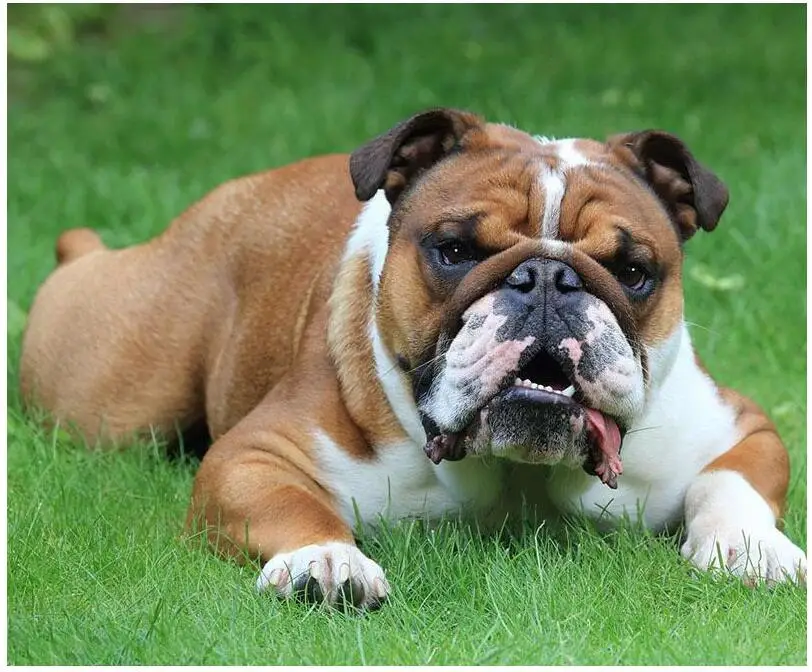 English Bulldog 6