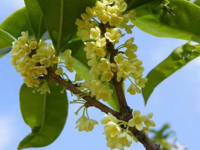 

1998year Fragrant Osmanthus Lao Cha Tou Puerh,500g Old Tea Tugget, 1lb Aged Loose pu'er,Pu er,A3PL01G, Free Shipping