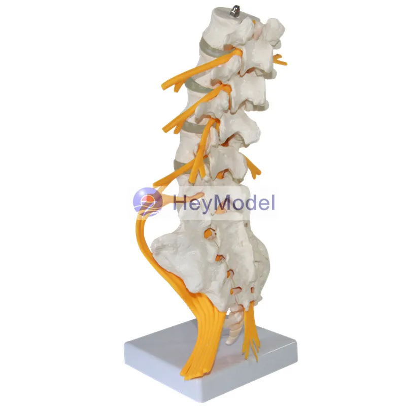 HeyModel Five поясничная Сакральная модель cauda equina нерва седалищного позвоночника
