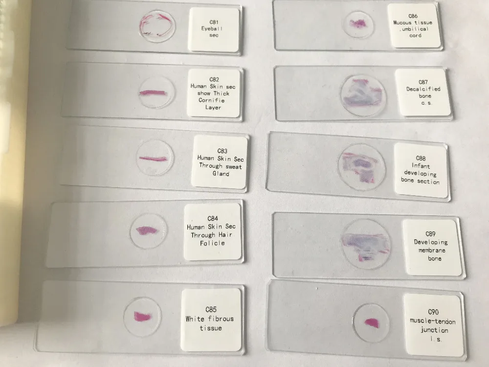 histology prepared slides (8)