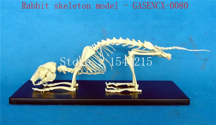 Animal skeleton model Animal Anatomy Model Veterinary specimens Skeleton model Animal bones Rabbit skeleton model - GASENCX-0080