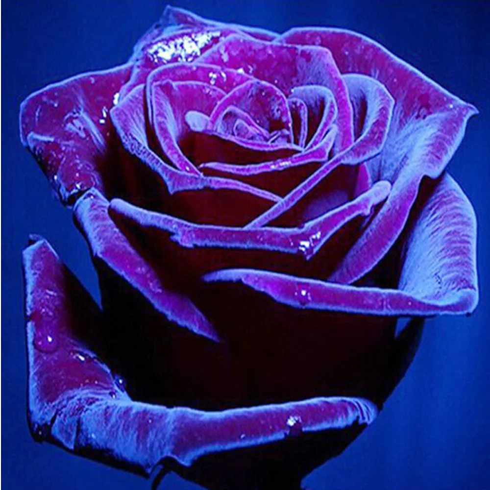 

diy 5d diamond Painting Rose flower gift 3D diamond embroidery mosaic diamonds wall stickers home decor Flowers H1379